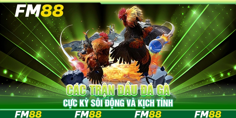 Các trận đấu đá gà cực kỳ sôi động và kịch tính