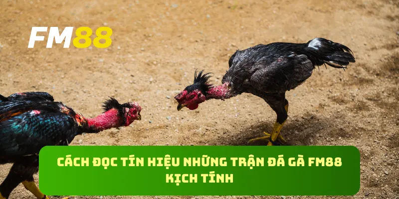 Cách đọc tín hiệu những trận đá gà FM88 kịch tính