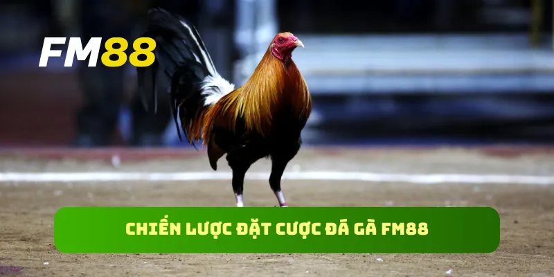 Chiến lược đặt cược đá gà FM88