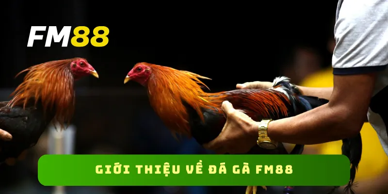 Giới thiệu về đá gà FM88