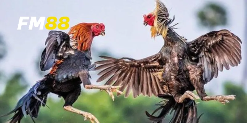 Cách tham gia vào sự kiện đá gà lớn nhất
