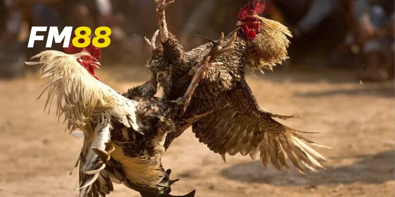 Cơ hội chiến thắng lớn trong sự kiện đá gà lớn nhất