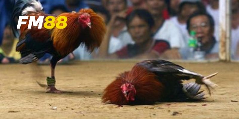 Đặc điểm của đấu gà Campuchia