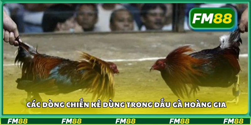 Các dòng chiến kê dùng trong đấu gà hoàng gia