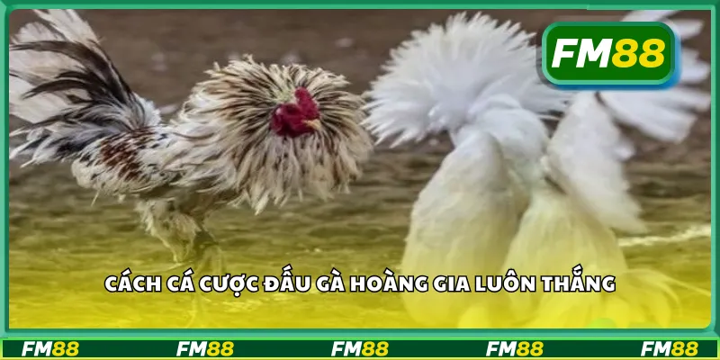 Cách cá cược đấu gà hoàng gia luôn thắng