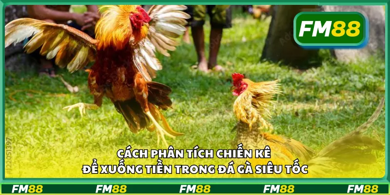 Cách phân tích chiến kê để xuống tiền trong đá gà siêu tốc