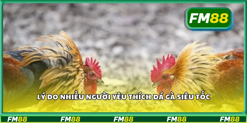 Lý do nhiều người yêu thích đá gà siêu tốc