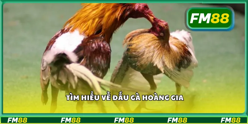 Tìm hiểu về đấu gà hoàng gia