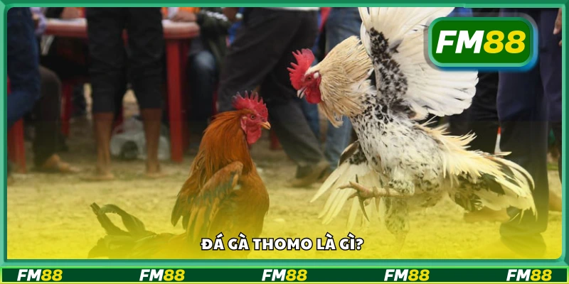 Giới thiệu về hình thức đá gà Thomo nổi tiếng