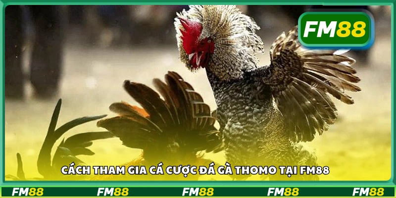 Hướng dẫn đặt cược đá gà Thomo trên FM88