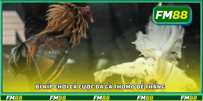 Mẹo chơi đá gà Thomo giúp tăng tỷ lệ thắng