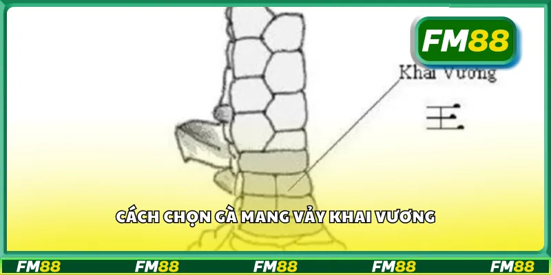 Cách chọn gà mang vảy khai vương