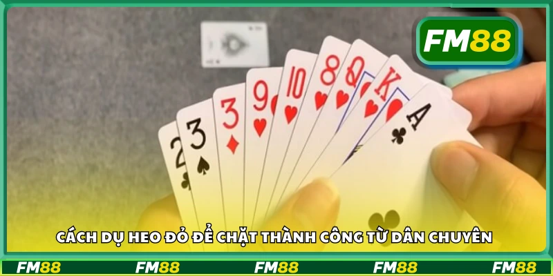 Cách dùng heo đỏ hợp lý để giành lợi thế