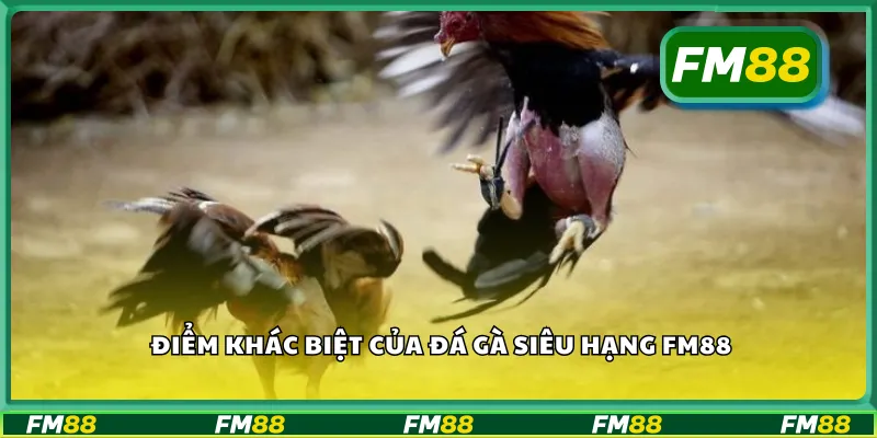 Điểm khác biệt của đá gà siêu hạng FM88