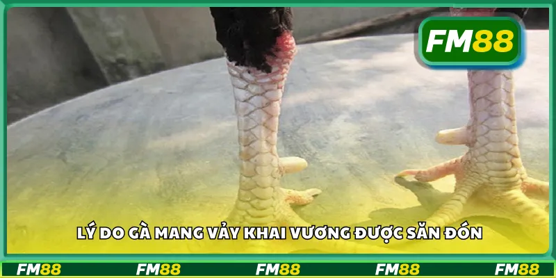 Lý do gà mang vảy khai vương được săn đón