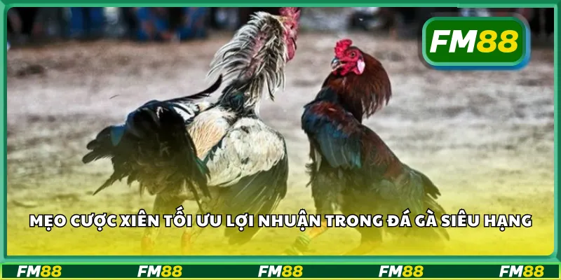 Mẹo cược xiên tối ưu lợi nhuận trong đá gà siêu hạng