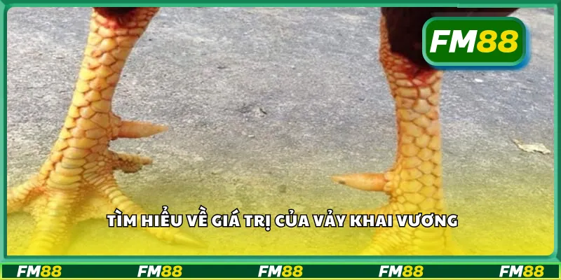 Tìm hiểu về giá trị của vảy khai vương