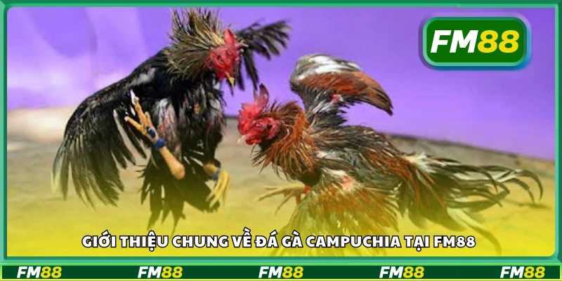 Tổng quan về đấu trường đá gà Campuchia trực tuyến
