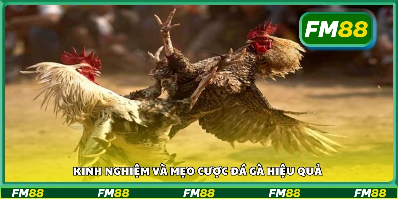 Bí quyết cá cược đá gà giúp nâng cao tỷ lệ thắng