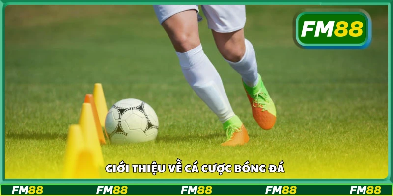 Bao quát về cá cược bóng đá